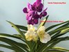 Ванда (Vanda) 